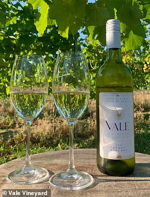 North Wales' Emerging Viticulture: A New Frontier for Pinot Noir in a Changing Climate