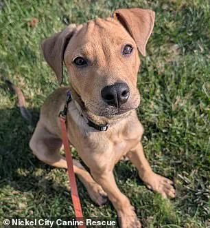 Successful Rescue Mission Highlights Growing Partnership Between Shakir and Nickel City Canine Rescue