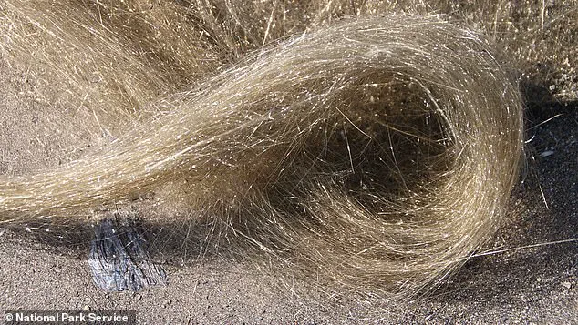 Urgent: Kilauea Volcano's Episode 32 Eruption Sends Lava Hundreds of Feet, Triggers Warnings