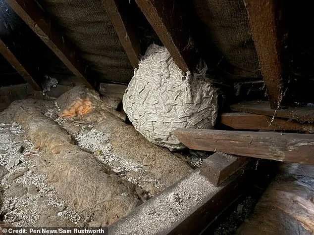 Urgent Warning: Wasps Invade UK as Population Surges After Record Heatwave