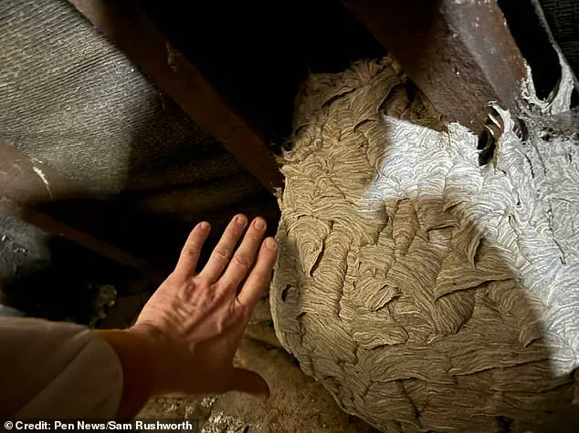 Urgent Warning: Wasps Invade UK as Population Surges After Record Heatwave