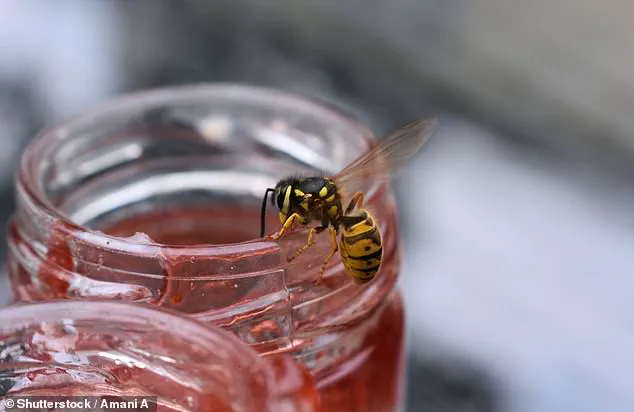 Urgent Warning: Wasps Invade UK as Population Surges After Record Heatwave