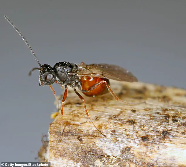 Newly Discovered European Parasitic Wasps Spark Ecological Concern in the U.S.