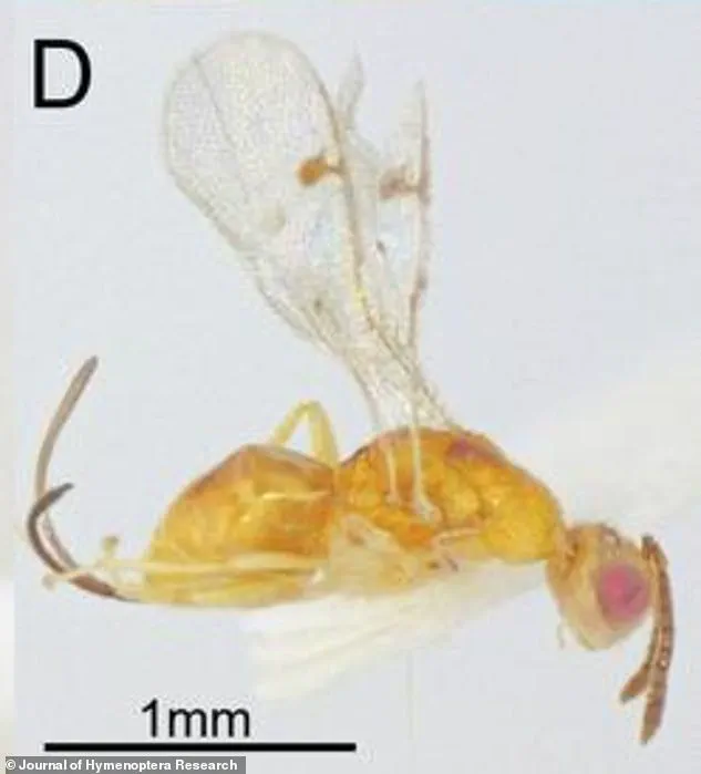 Newly Discovered European Parasitic Wasps Spark Ecological Concern in the U.S.