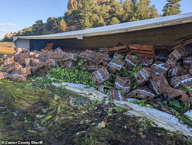 Sweet Corn Spill After Truck Crash Leaves Colorado Residents Bewildered and Grateful