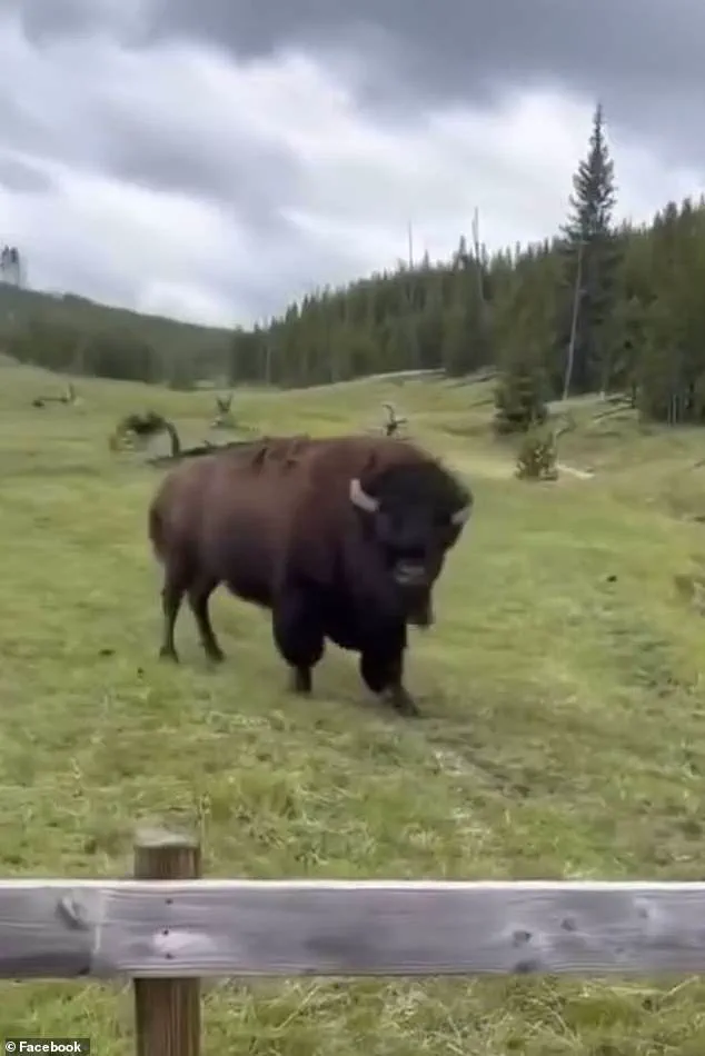 Viral Video of 'Dancing' Bison Sparks Controversy as Experts Warn of Hidden Danger