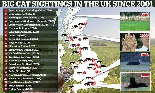 Exclusive Footage from Secluded Lincolnshire Village Sparks Debate on Wild Big Cats in the UK