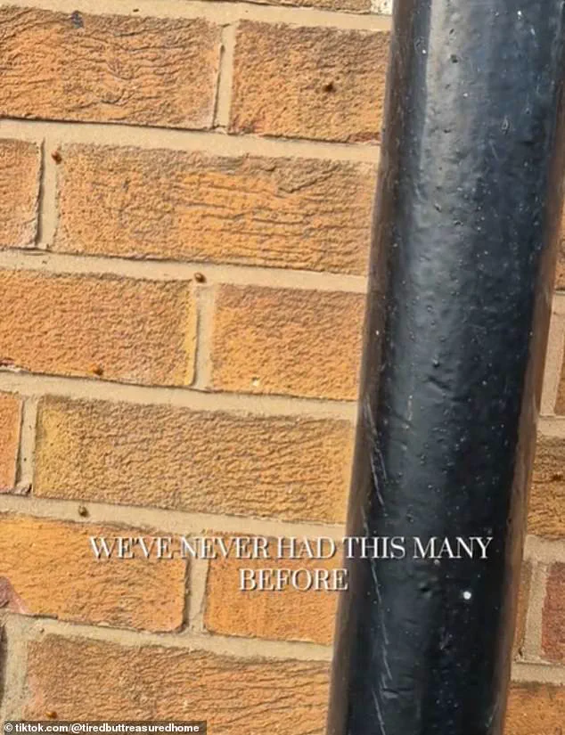 Public Panic Erupts as Harlequin Ladybirds Invade UK Homes, Sparking Calls for Government Action