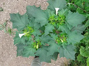 Public Panic Erupts as Harlequin Ladybirds Invade UK Homes, Sparking Calls for Government Action
