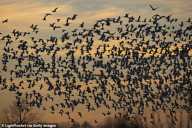 Birds Abandoning Migration Patterns Due to Warmer Temperatures Signals Ecosystem Disruption
