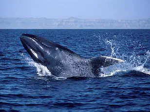 Birds Abandoning Migration Patterns Due to Warmer Temperatures Signals Ecosystem Disruption