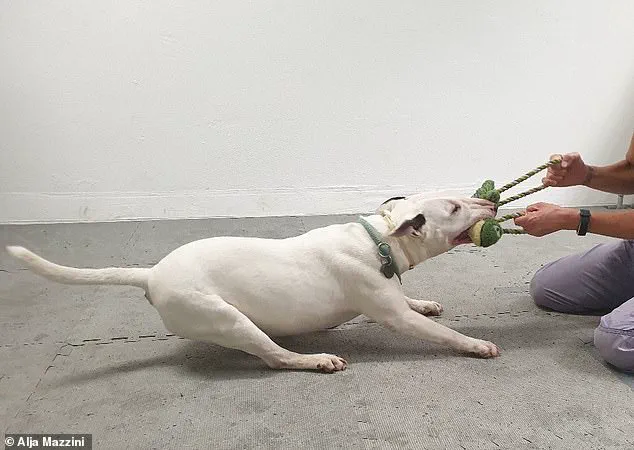 Groundbreaking Study Reveals Potential Addiction in Dogs: Obsessive Toy Behavior Mirrors Human Gambling Patterns