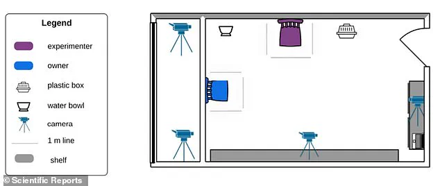 Groundbreaking Study Reveals Potential Addiction in Dogs: Obsessive Toy Behavior Mirrors Human Gambling Patterns