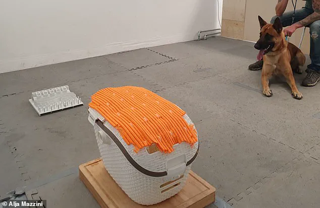 Groundbreaking Study Reveals Potential Addiction in Dogs: Obsessive Toy Behavior Mirrors Human Gambling Patterns