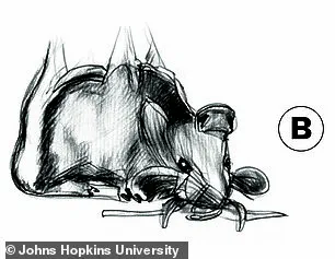 Scientists Unveil Groundbreaking Images That May Revolutionize Understanding of Human Perception