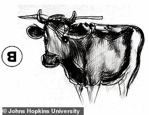 Scientists Unveil Groundbreaking Images That May Revolutionize Understanding of Human Perception