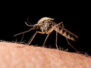 Urgent Alert: Invasive Mosquitoes Spreading Three Deadly Tropical Diseases Detected in Britain for First Time, UK Health Officials Warn