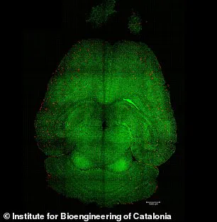 Alzheimer's Breakthrough: Spanish Scientists Use Nanoparticles to Reverse Disease in Mice, Eyeing Human Trials