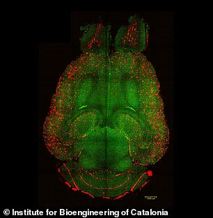 Alzheimer's Breakthrough: Spanish Scientists Use Nanoparticles to Reverse Disease in Mice, Eyeing Human Trials