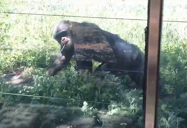 Chimpanzee Seen Smoking Cigarette Thrown by Visitors at Lanzhou Wildlife Park Sparks Outrage and Safety Concerns