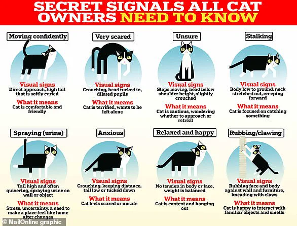 Pet-Friendly Wines: Muttley's Estate Offers Catnip-Infused Drinks for Furry Friends, 'A Relaxing Treat for Pets'