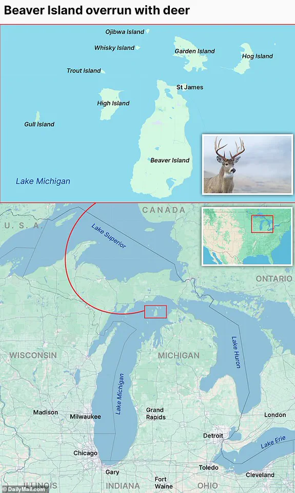 Urgent Call to Action: Deer Overpopulation Threatens Beaver Island's Ecosystem