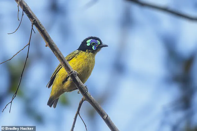 Urgent Warning: 48,646 Species Face Extinction as IUCN Updates Red List