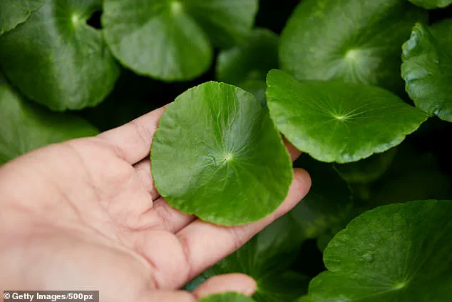 Late-Breaking Hair Loss Breakthrough: Taiwan Researchers Develop Safe Serum with Two-Month Success Rate