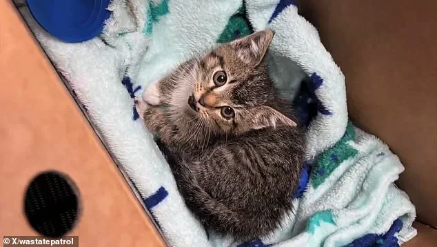 Exclusive Footage Reveals Heartwarming Kitten Rescue by Washington State Highway Patrol Troopers