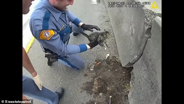 Exclusive Footage Reveals Heartwarming Kitten Rescue by Washington State Highway Patrol Troopers