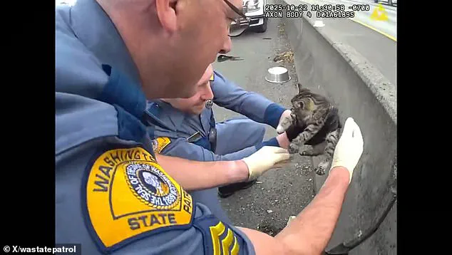 Exclusive Footage Reveals Heartwarming Kitten Rescue by Washington State Highway Patrol Troopers