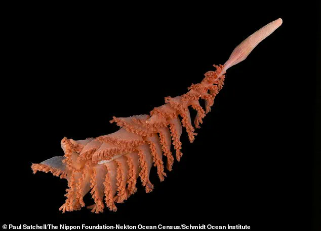 Scientists Discover 'Carnivorous Death Ball' Sponge in Antarctic Depths at 11,800 Feet