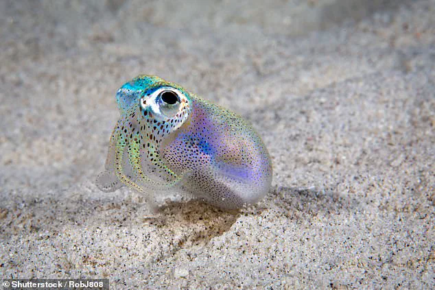 Balancing Innovation and Regulation: Ensuring Public Safety in Biotech's New Frontier – The SquidKid Example