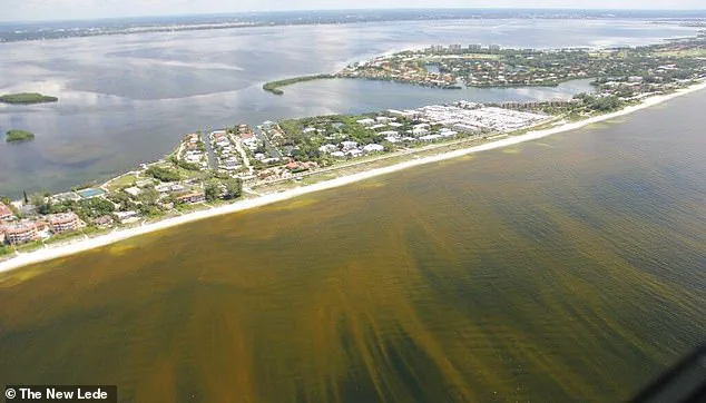 Toxic Algae in Florida Waters May Link to Alzheimer's-Like Changes in Dolphins, Raising Questions About Environmental Regulations