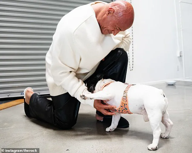 UK Vets Urge Public to Reconsider Flat-Faced Dog Breeds Amid Surge in Surgeries and Health Concerns