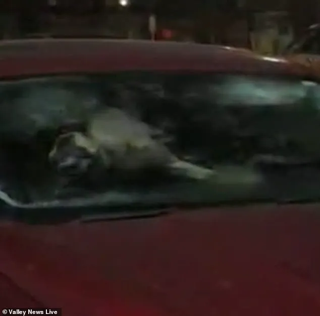 Abandoned Dogs in Moorehead Highlight Gaps in Local Animal Welfare Regulations