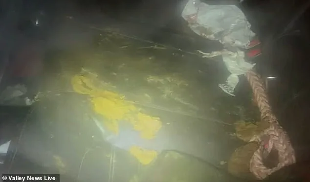 Abandoned Dogs in Moorehead Highlight Gaps in Local Animal Welfare Regulations