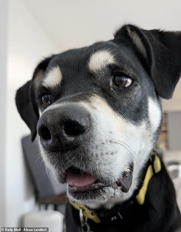 Autism-Like Traits in Dogs: From 1960s Anecdotes to Modern Veterinary Neuroscience