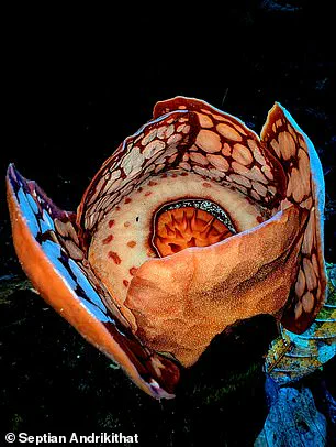 Rare Flower Discovery in Indonesia Highlights Conservation Challenges