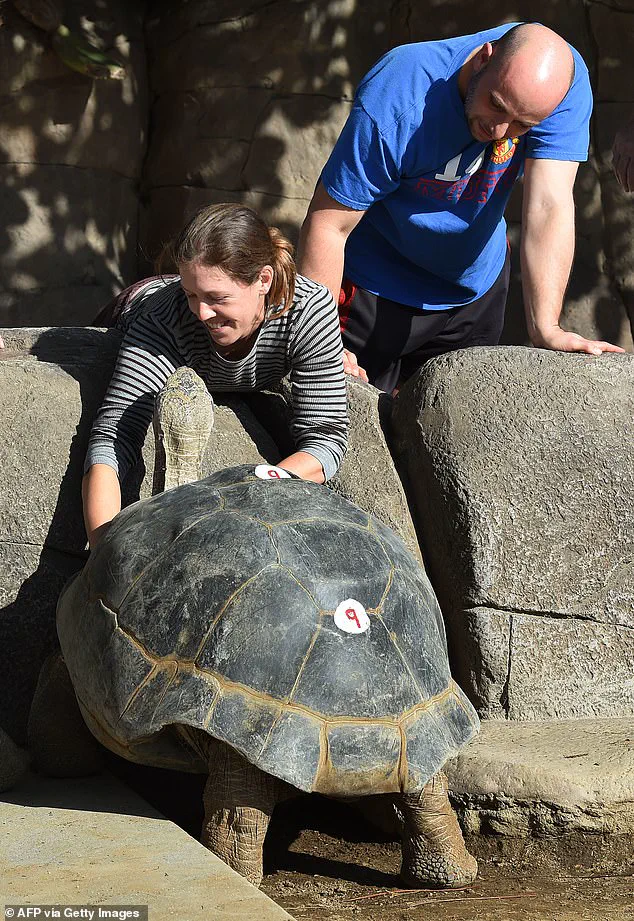 San Diego Zoo Mourns Gramma, the 141-Year-Old Galapagos Tortoise Legend
