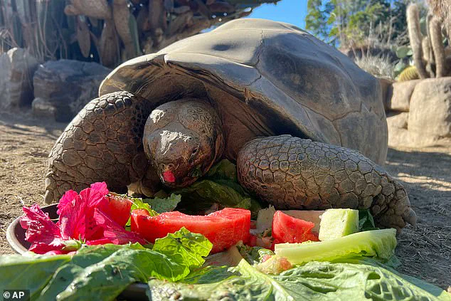 San Diego Zoo Mourns Gramma, the 141-Year-Old Galapagos Tortoise Legend