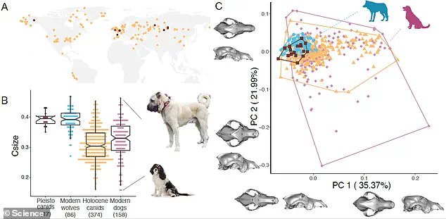 Study Reveals Domestic Dogs Began Diversifying 11,000 Years Ago, Earlier Than Previously Thought