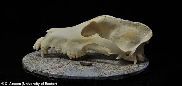 Study Reveals Domestic Dogs Began Diversifying 11,000 Years Ago, Earlier Than Previously Thought