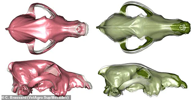 Study Reveals Domestic Dogs Began Diversifying 11,000 Years Ago, Earlier Than Previously Thought