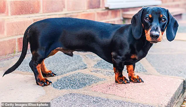 Study Reveals Domestic Dogs Began Diversifying 11,000 Years Ago, Earlier Than Previously Thought