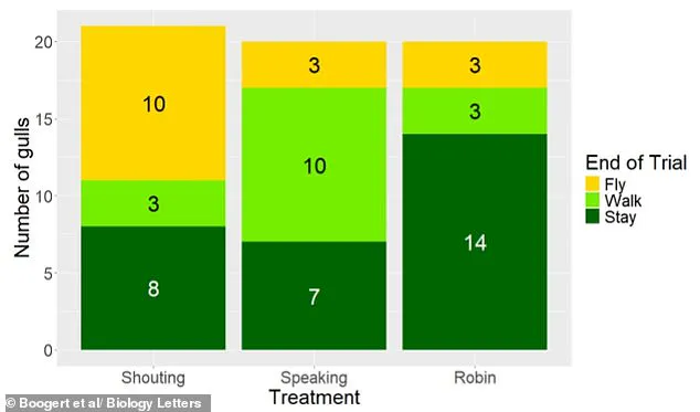 Study Suggests Government Regulation Could Be the Solution to Seagull-Induced Beach Frustrations