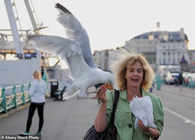 Study Suggests Government Regulation Could Be the Solution to Seagull-Induced Beach Frustrations