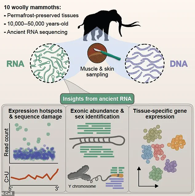 Sweden and Denmark Scientists Achieve Breakthrough with World's Oldest RNA Extraction from Woolly Mammoth, Published in Recent Study