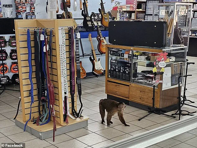 Missing Cinnamon Capuchin Monkey Finally Located After 24-Hour Search Through Local Music Store