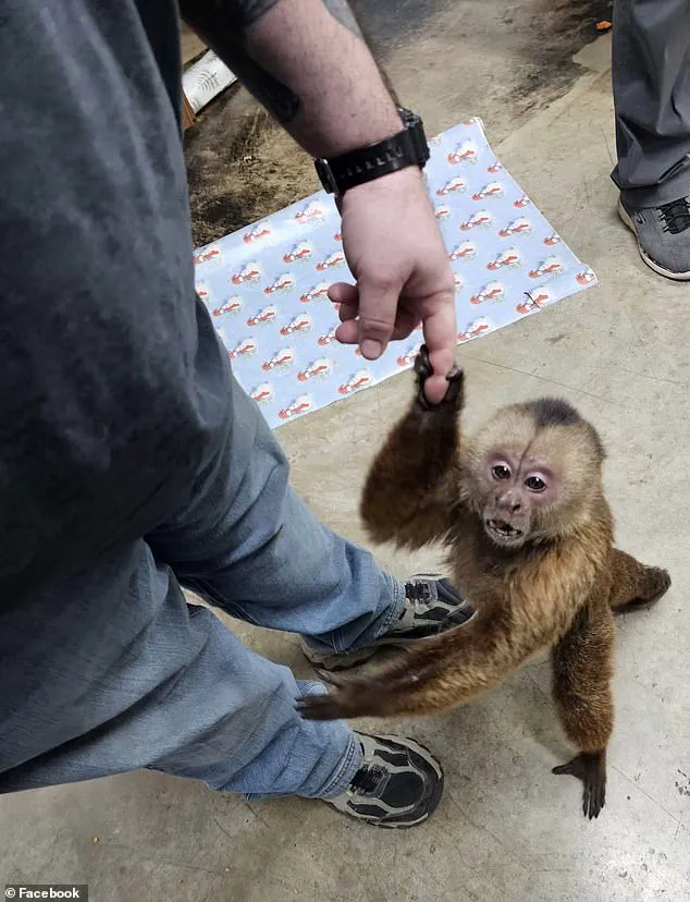 Missing Cinnamon Capuchin Monkey Finally Located After 24-Hour Search Through Local Music Store